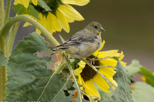 Parrots and Finches Spell Trouble for my Sunflowers Parrots and Finches Spell Trouble for my Sunflowers