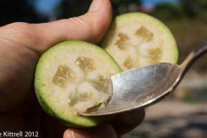 Pineapple Guava Popsicle Pineapple Guava Popsicle