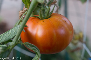 Kaye’s Tomato Story – Episode 18 Kaye’s Tomato Story – Episode 18