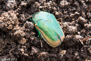 Celery and a Fig Beetle Celery and a Fig Beetle