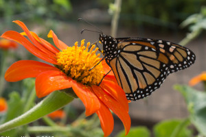 On Monarchs, Blueberries and Birthdays On Monarchs, Blueberries and Birthdays