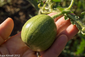 Confused Watermelons Confused Watermelons