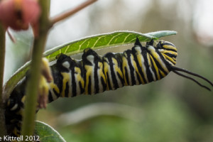 Wet Cats! (Monarch Caterpillars) Wet Cats! (Monarch Caterpillars)