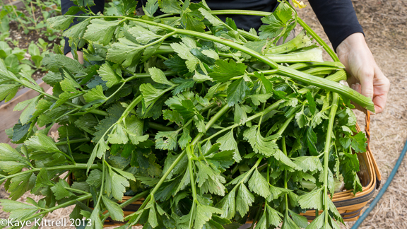 Winter Garden Celery