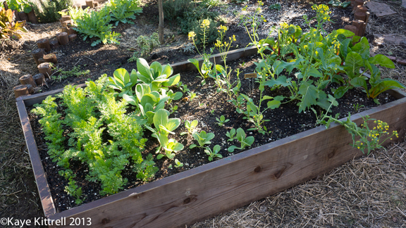 Raised bed in Kaye's Winter Garden Winter Garden Raised Bed