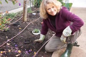 Winter Garden Part 3 – New Episode! Winter Garden Part 3 – New Episode!