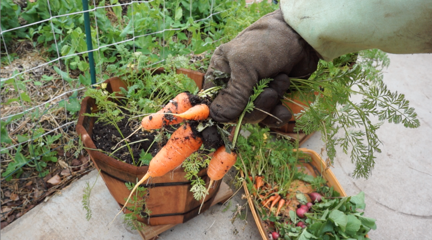 Kaye harvests carrots in her winter garden
