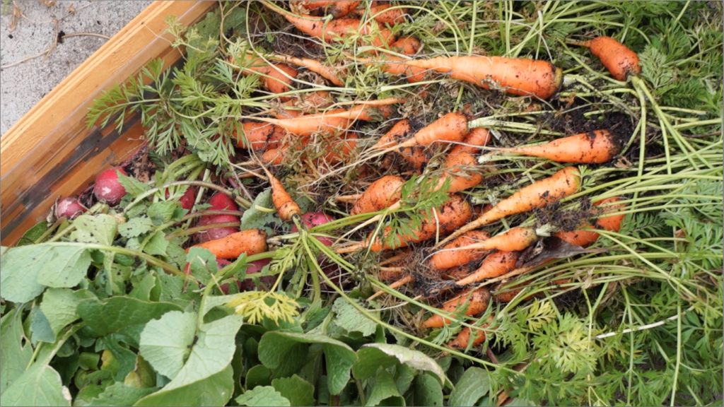 Joys & Challenges of Growing Carrots - harvest