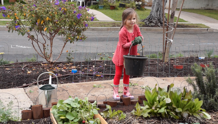 Neighbor Sophia helps in the Late Bloomer Garden Sophia helps plant radish seed in Kaye's garden