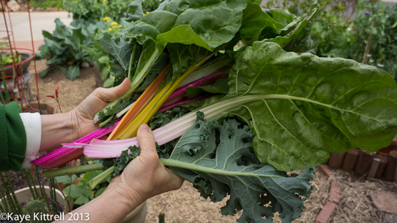 Gardening with Swiss Chard and Kale