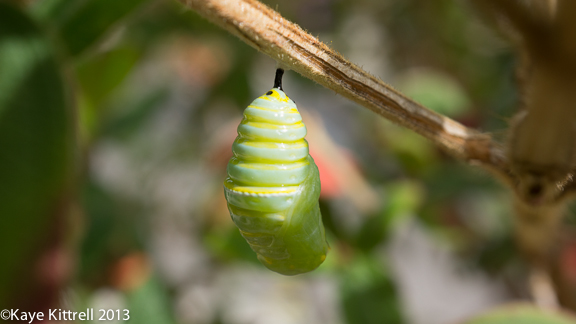 Monarch Chrysalis forming on a branch Gardening with Monarch chrysalis forming