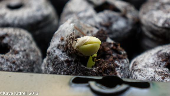 Blue Lake Beans sprouting indoors Gardening with bean sprouts