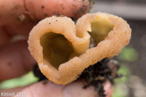 Fabulous Funky Fungi, of the California Kind Fabulous Funky Fungi, of the California Kind