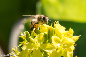 If Bees Are Imperiled, So Are Humans If Bees Are Imperiled, So Are Humans