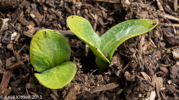 Organic Heirloom Pumpkin Sprout