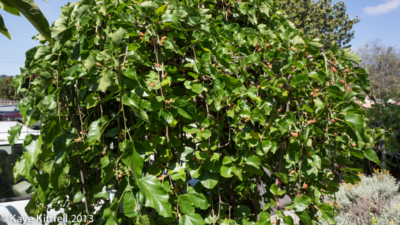 Mature Mulberry Tree, Grow Your Own Food