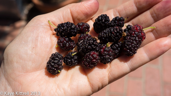 Fresh Mulberries kk_lb-garden-134