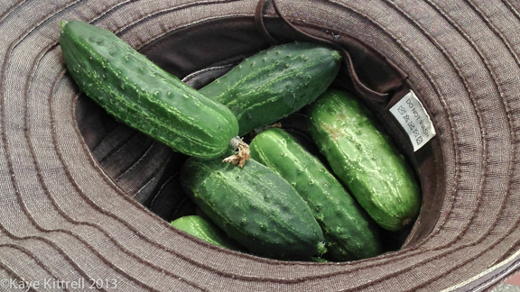 Late Bloomer Lesson #1, hatful of cukes
