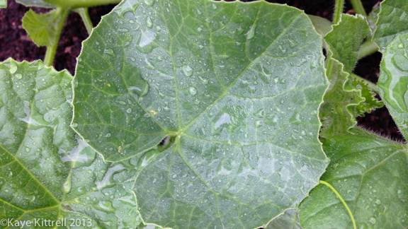 Late Bloomer Lesson #1, melon leaves