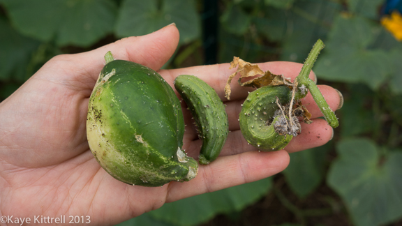 Late Bloomer Lesson #1, shriveled cucumbers