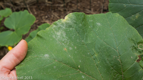 Late Bloomer Lesson #1, pumpkin leaf