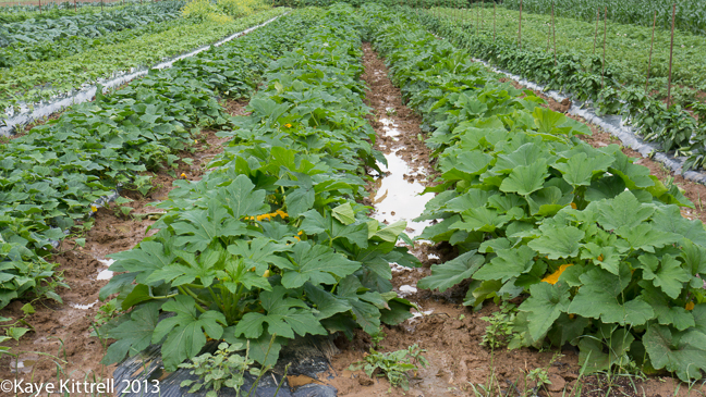 Mennonites living a meaningful life in Tennessee & the availability of fresh produce & dairy