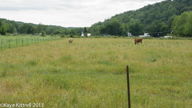 Mennonites living a meaningful life in Tennessee & the availability of fresh produce & dairy