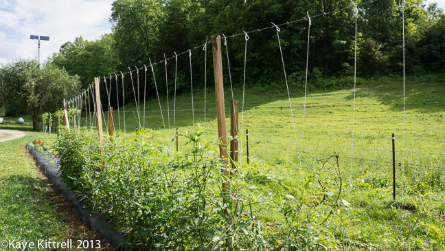 Mennonites living a meaningful life in Tennessee & the availability of fresh produce & dairy