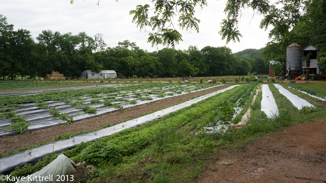 Mennonites living a meaningful life in Tennessee & the availability of fresh produce & dairy