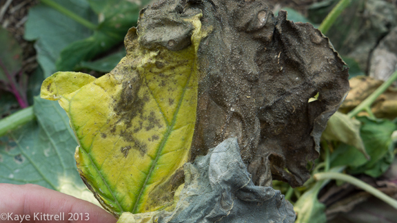 Late Bloomer Lesson #1, shriveled leaves