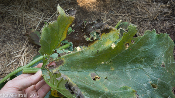 Late Bloomer Lesson #1, zucchini leaf
