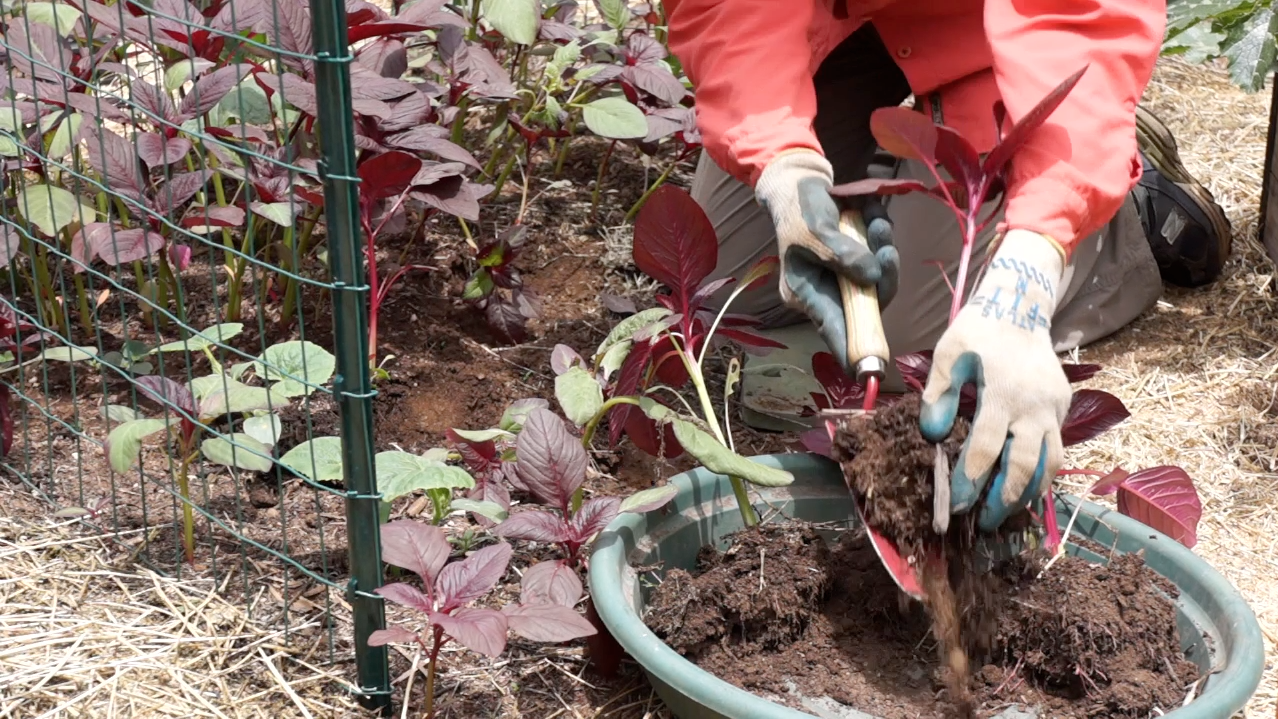 Kaye transplants reseeded amarant shoots Late Bloomer-Summer Garden Update Part 1-amaranth shoots