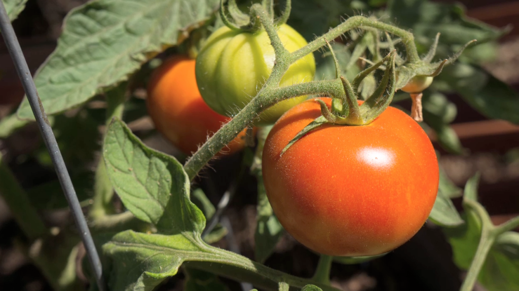 Brandy Boy tomatoes ripening Late Bloomer-Summer Garden Update-Part 2-tomatoes