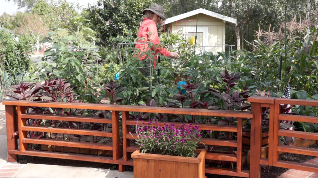 Kaye squeezes through the garden Late Bloomer-Summer Garden Update-Part 2-squeezing