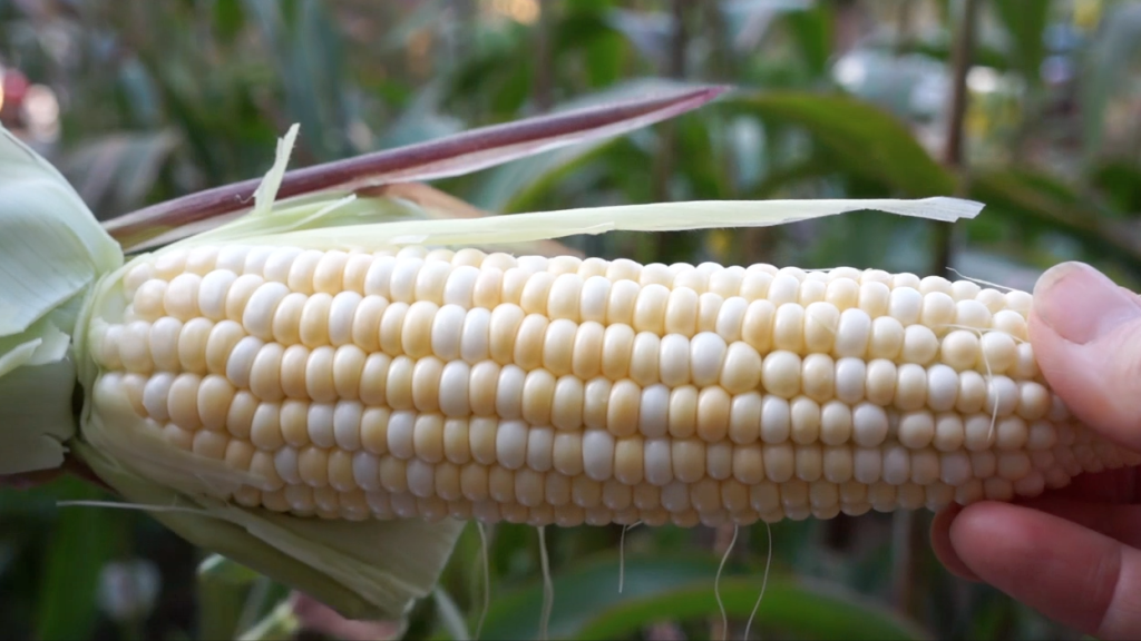 Fresh picked Super Sweet organic bicolor corn Late Bloomer-Summer Garden Update-Part 2-corn
