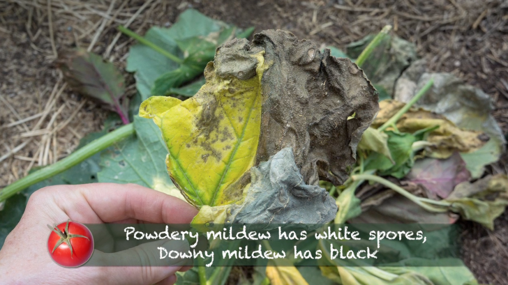 Late Bloomer-Summer Update-Part 2-downy mildew