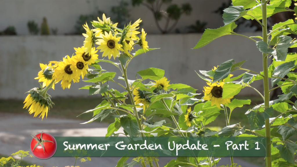 Sunflower Glory in the Late Bloomer Summer Garden Late Bloomer-Summer Garden Update-Part 1-Sunflowers