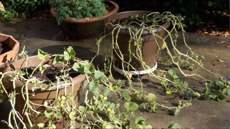 Melon Vines Depleted from Mildew Late Bloomer-Summer Garden Wrap-up-melon vines