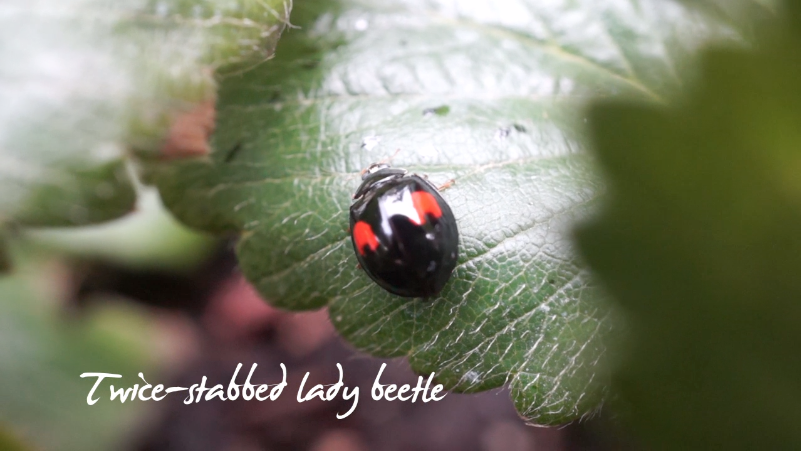 Twice-Stabbed Lady Beetle Late Bloomer-Summer Garden Wrap-up-ladybeetle