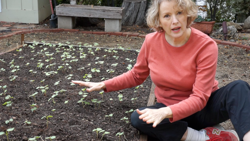Kaye with bed of buckwheat sprouts on Back 40 Late Bloomer-SummerGarden Wrap-up-buckwheat