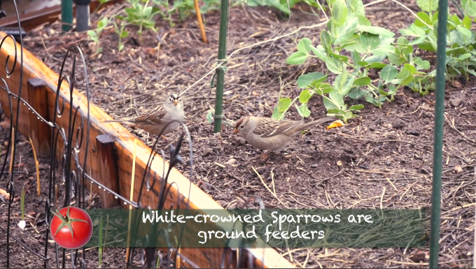 White-crowned sparrows by Kaye Kittrell Rainy Day with Sparrows & Monarchs