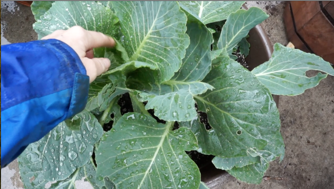 Kaye with cabbage plants Rainy Day with Sparrows & Monarchs-cabbage