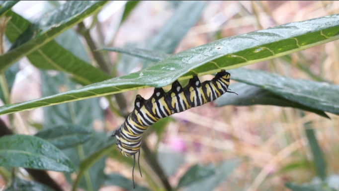 Monarch Caterpillar by Kaye Kittrell Rainy Day with Sparrows & Monarchs-monarch
