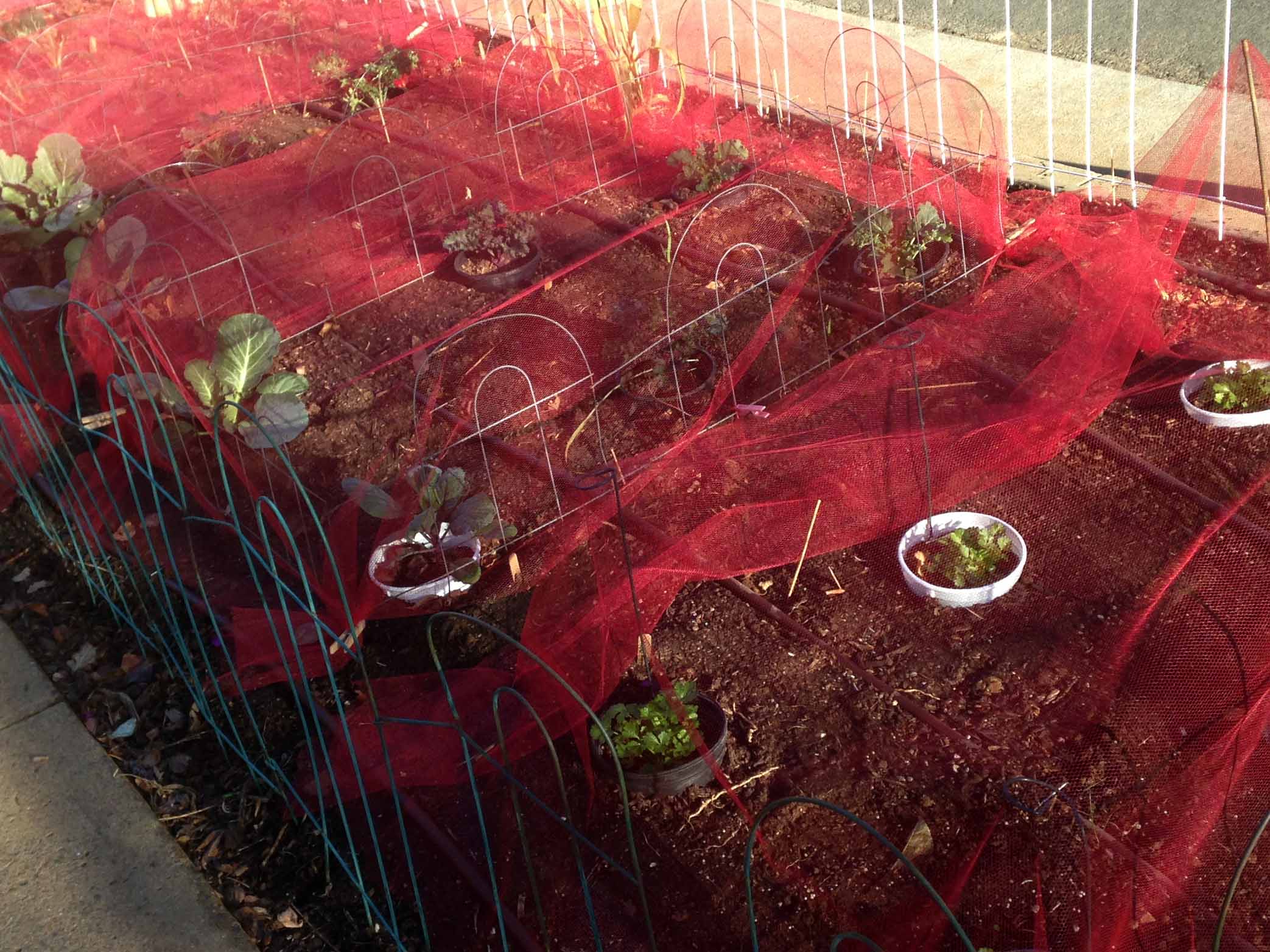 Red voile on brassicas red_cloth-1