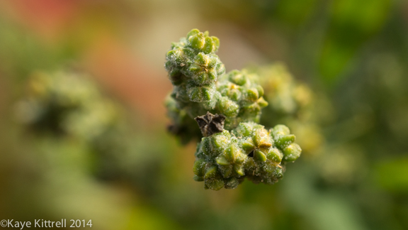 AFter the rain-quinoa