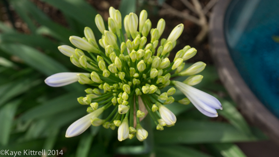 After the rain-agapanthus