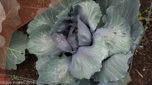 After the rain-cabbage