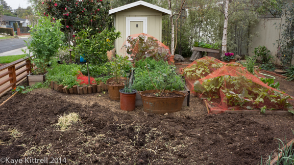 After the rain-garden