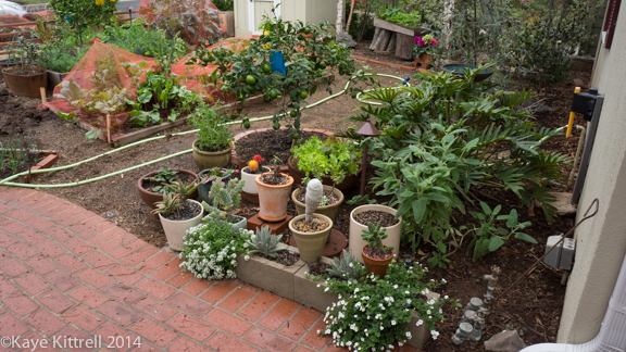 After the rain-potted plants