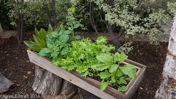 AFter the rain-lettuce box